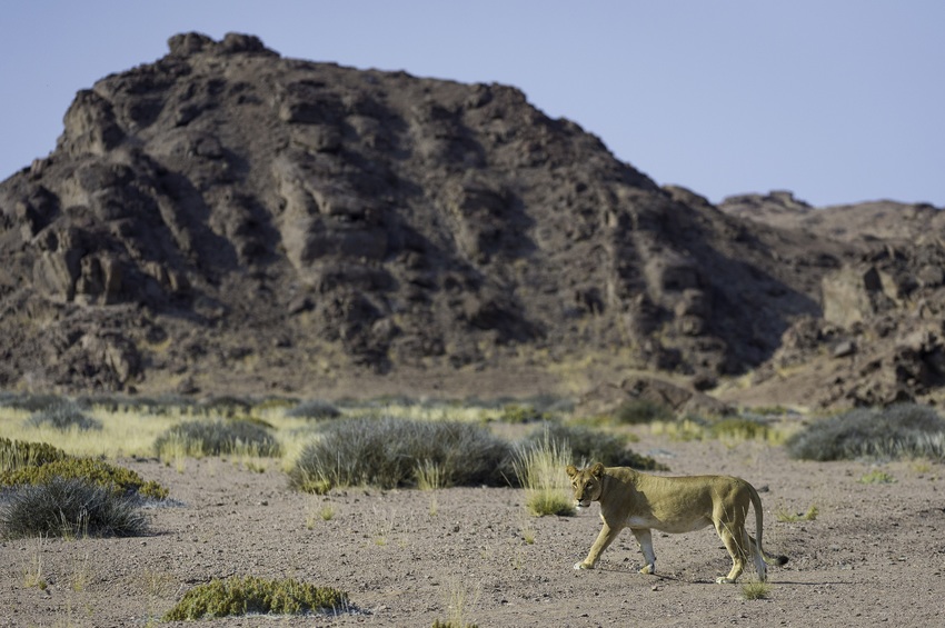 Hoanib Skeleton Coast Skeleton Coast Namibia 66