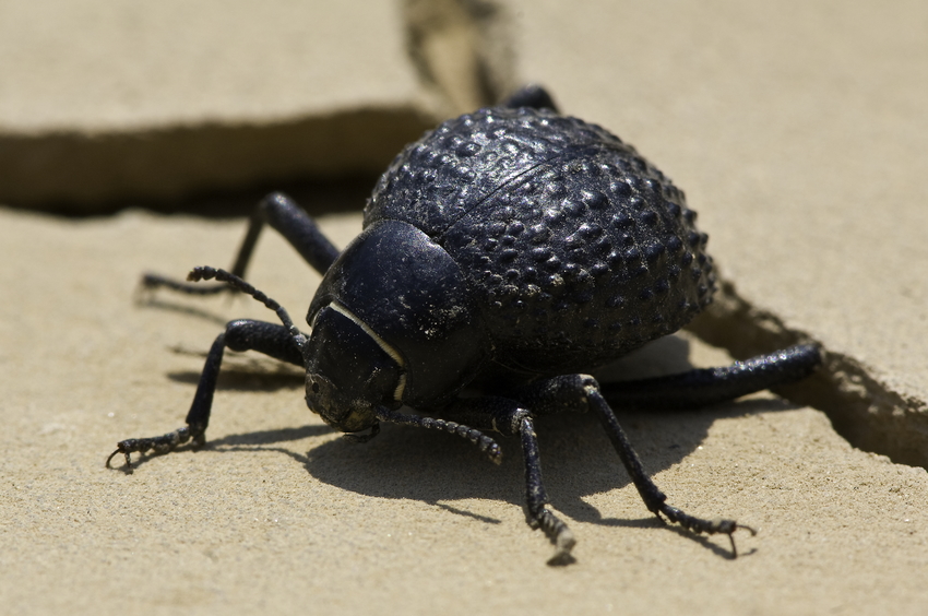 Hoanib Skeleton Coast Skeleton Coast Namibia 77