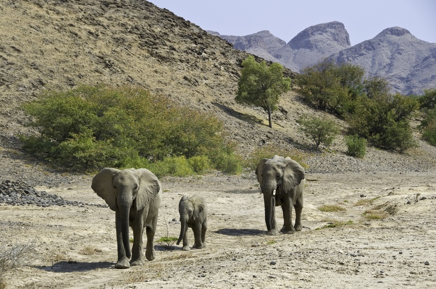 Hoanib Skeleton Coast Skeleton Coast Namibia 79