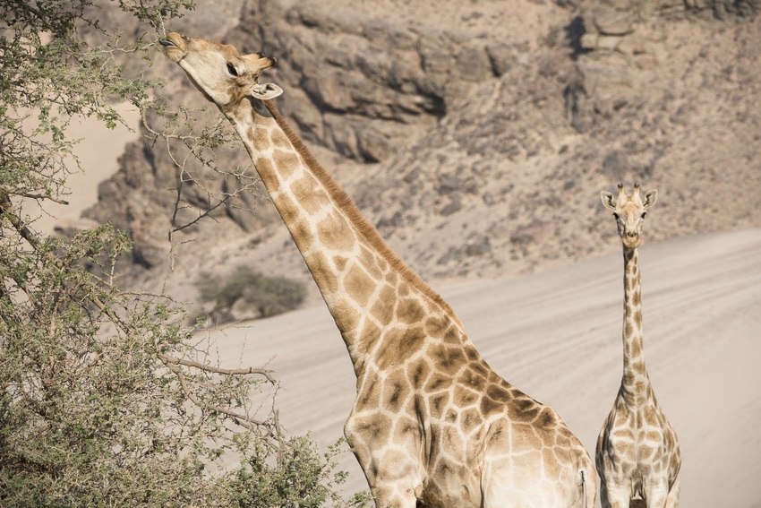 Hoanib Skeleton Coast Skeleton Coast Namibia 87