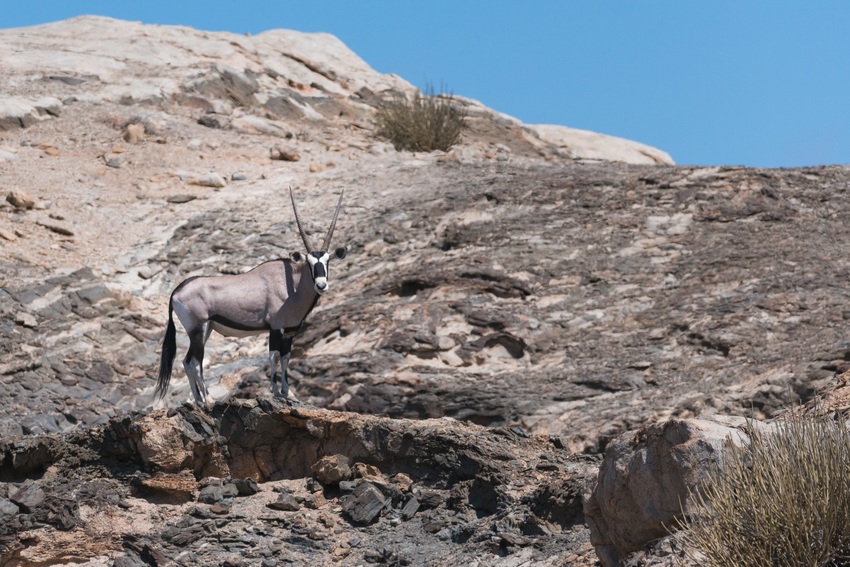 Hoanib Skeleton Coast Skeleton Coast Namibia 93