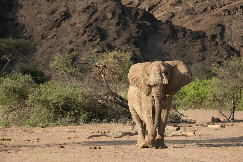 Hoanib Skeleton Coast Skeleton Coast Namibia 97