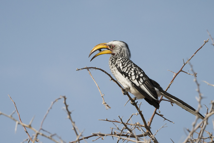 Little Ongava Etosha Namibia 7