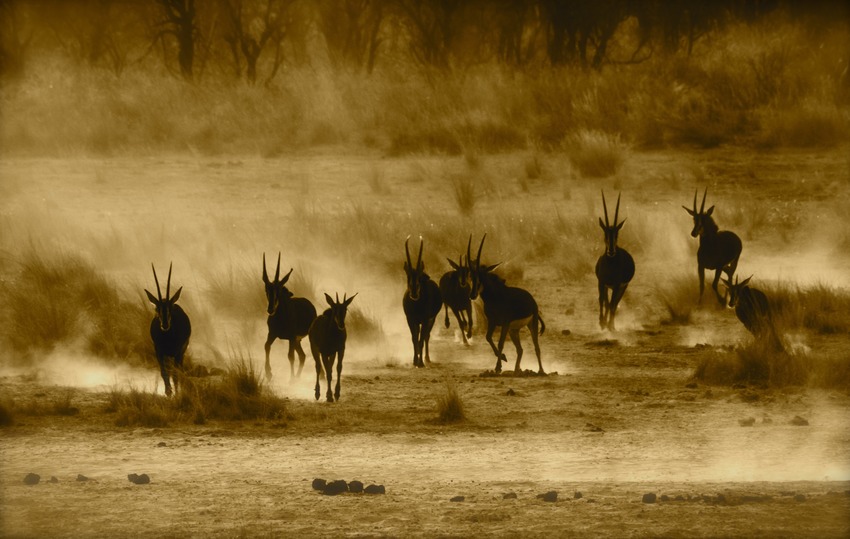 Nambwa Tented Lodge Bwabwata National Park Namibia 15 Sable From The Main Deck