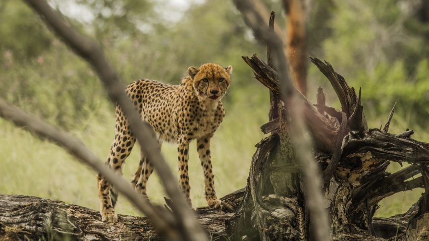 Nambwa Tented Lodge Bwabwata National Park Namibia 20Nambwa Tented Lodge Cheetah
