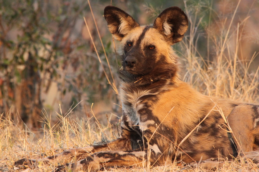 Nambwa Tented Lodge Bwabwata National Park Namibia 24 Nambwa Activities Wild Dog Sightingsjpg