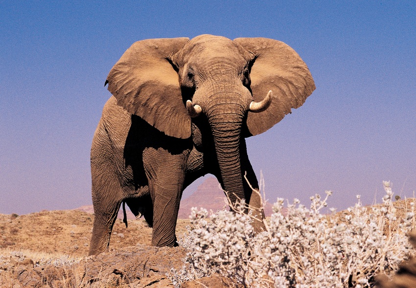 Mowani Mountain Camp Damaraland Namibia 32