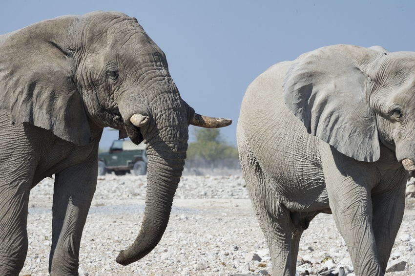 Little Ongava Etosha Namibia 19