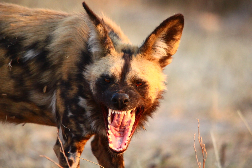 Nambwa Tented Lodge Bwabwata National Park Namibia 25 Nambwa Activities Wild Dog Sightingsjpg