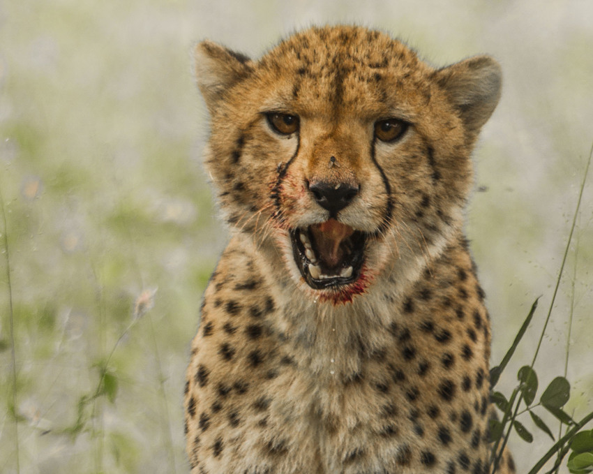 Nambwa Tented Lodge Bwabwata National Park Namibia 26 Nambwa Activities Cheetah Hunt Activities