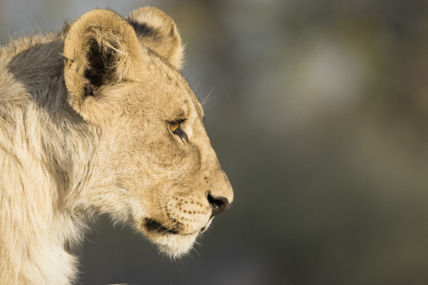 Little Ongava Etosha Namibia 21