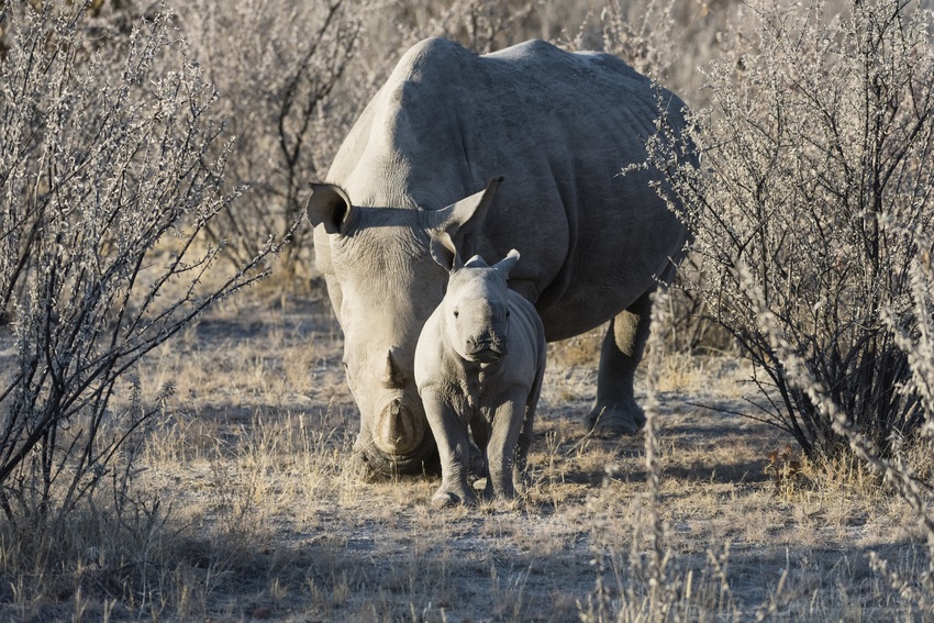 Little Ongava Etosha Namibia 24