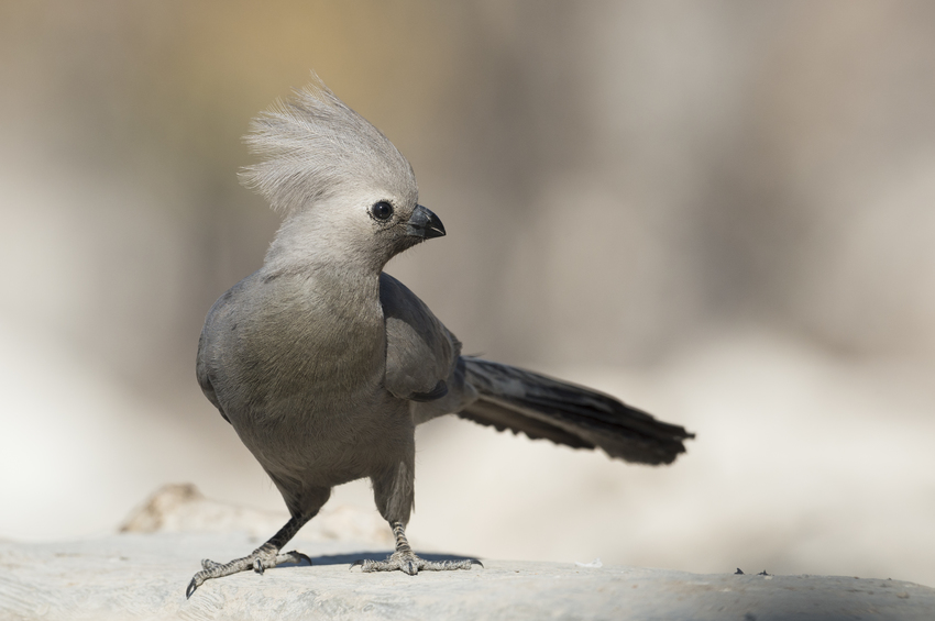 Little Ongava Etosha Namibia 26