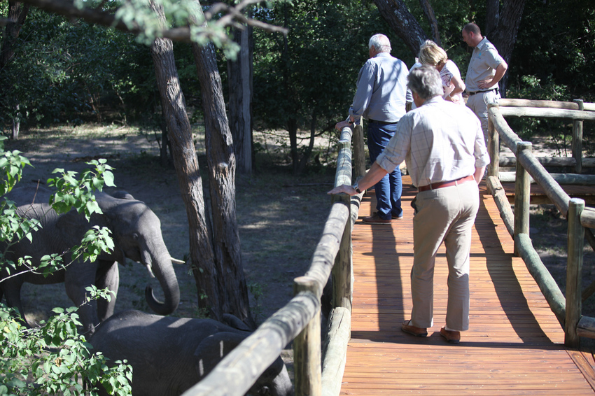 Nambwa Tented Lodge Bwabwata National Park Namibia 33 Nambwa Tented Lodge Elephants From Our Walkway