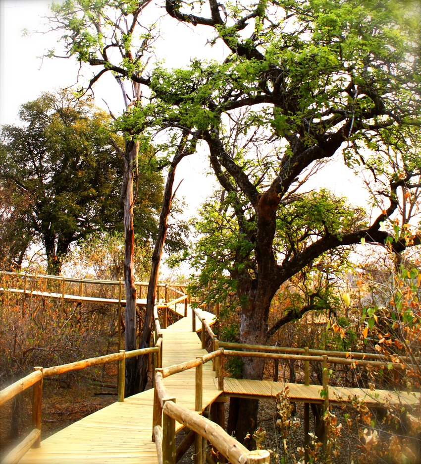 Nambwa Tented Lodge Bwabwata National Park Namibia 35 Nambwa Walkway To The Tented Suites