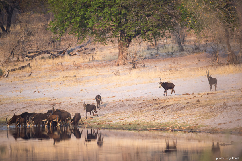 Nambwa Tented Lodge Bwabwata National Park Namibia 20210 Hb Hb1 8338Chelgebendl