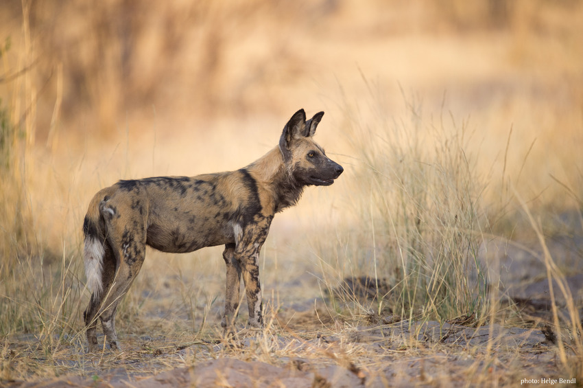 Nambwa Tented Lodge Bwabwata National Park Namibia 20210 Hb Hb1 8354Chelgebendl