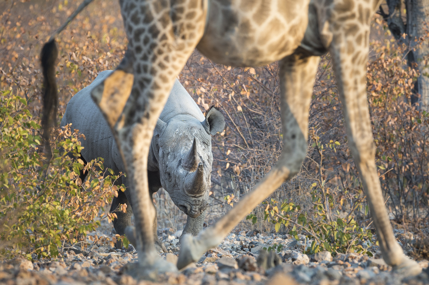 Little Ongava Etosha Namibia 34