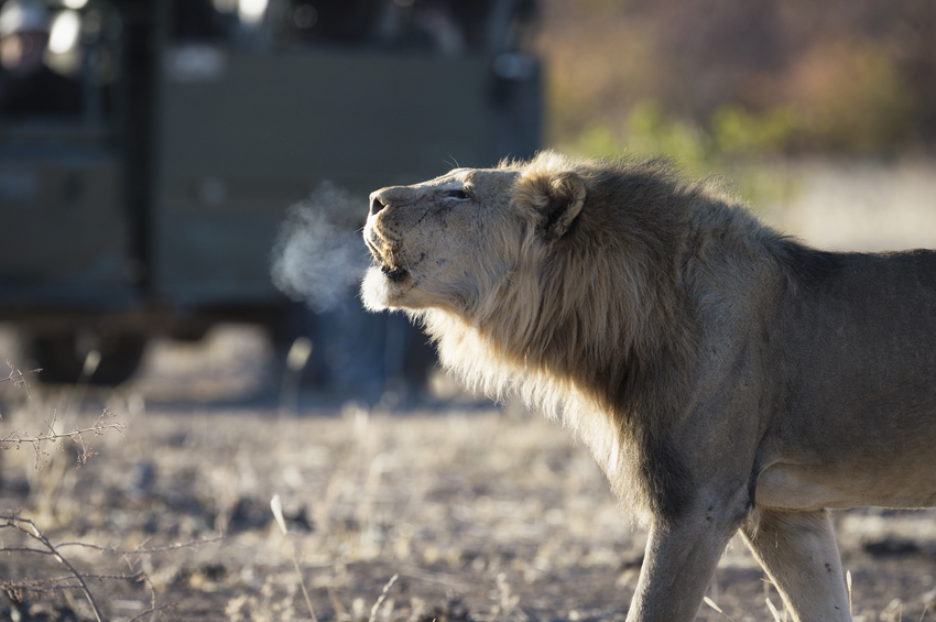 Little Ongava Etosha Namibia 35