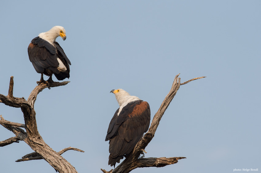 Nambwa Tented Lodge Bwabwata National Park Namibia 20210 Hb Hb1 8404Chelgebendl