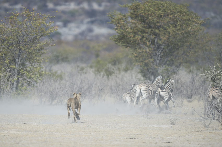 Little Ongava Etosha Namibia 36