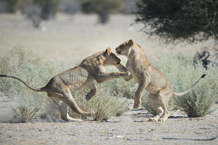 Little Ongava Etosha Namibia 37