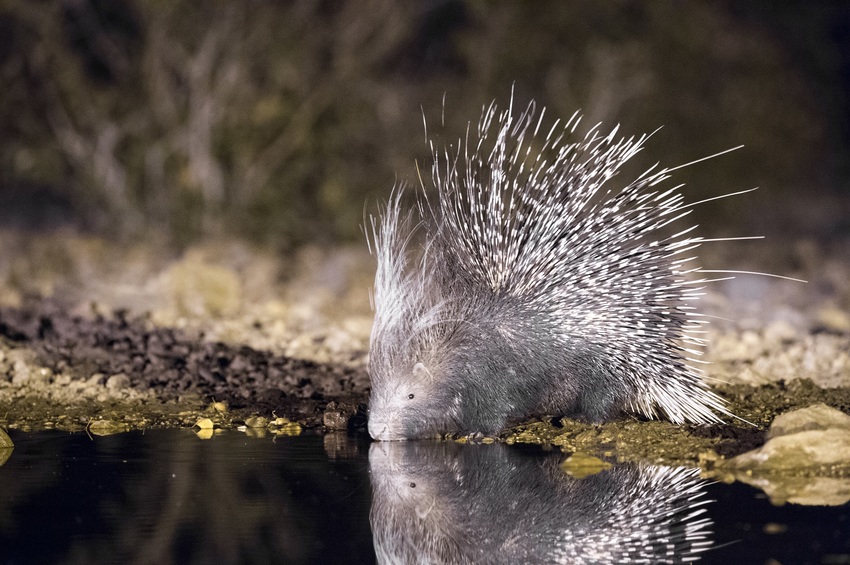 Little Ongava Etosha Namibia 39