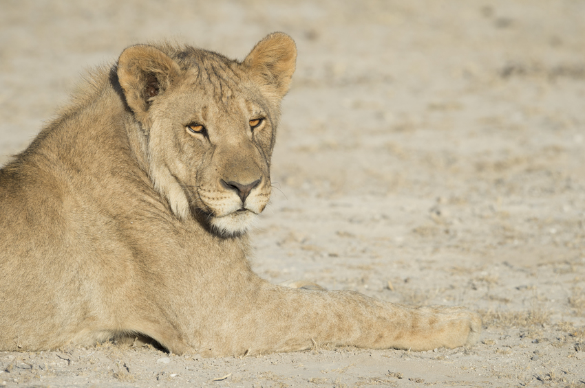 Little Ongava Etosha Namibia 40