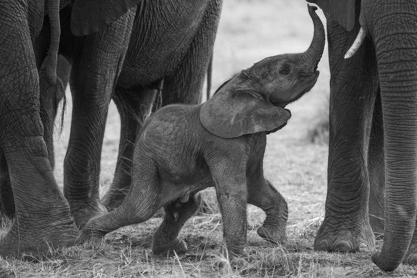 Nambwa Tented Lodge Bwabwata National Park Namibia Nambwa Caprivi Okt 2016 11 Of 35