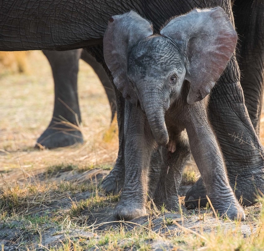 Nambwa Tented Lodge Bwabwata National Park Namibia Nambwa Caprivi Okt 2016 12 Of 35