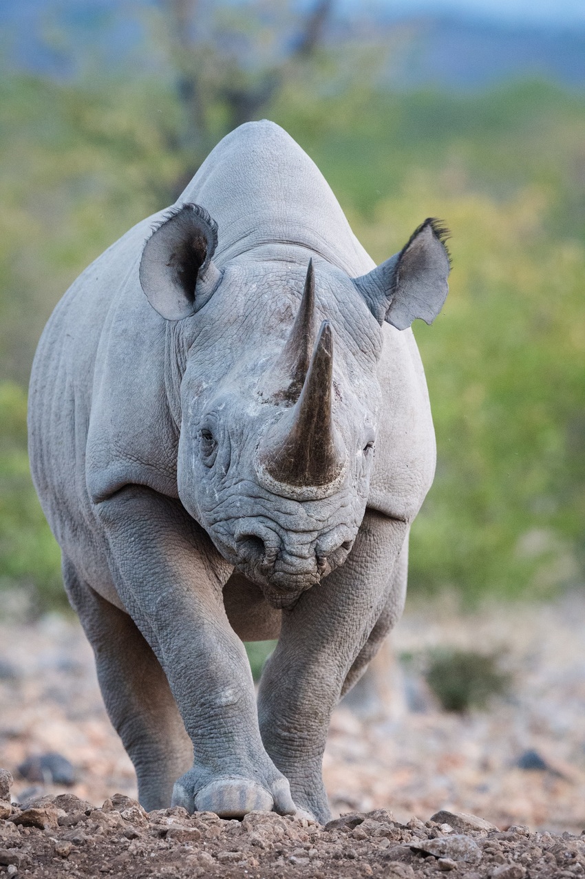 Little Ongava Etosha Namibia 46