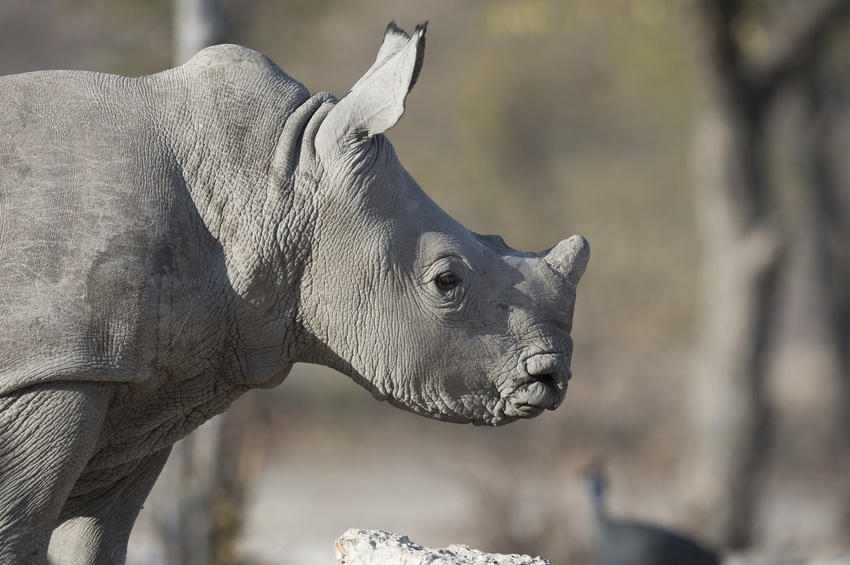 Little Ongava Etosha Namibia 47
