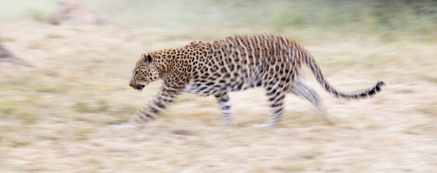 Okonjima Bush Suite Damaraland Namibia 10