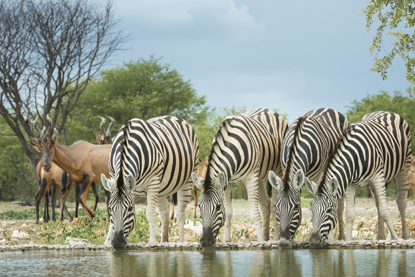 Ongava Lodge Etosha Namibia 19