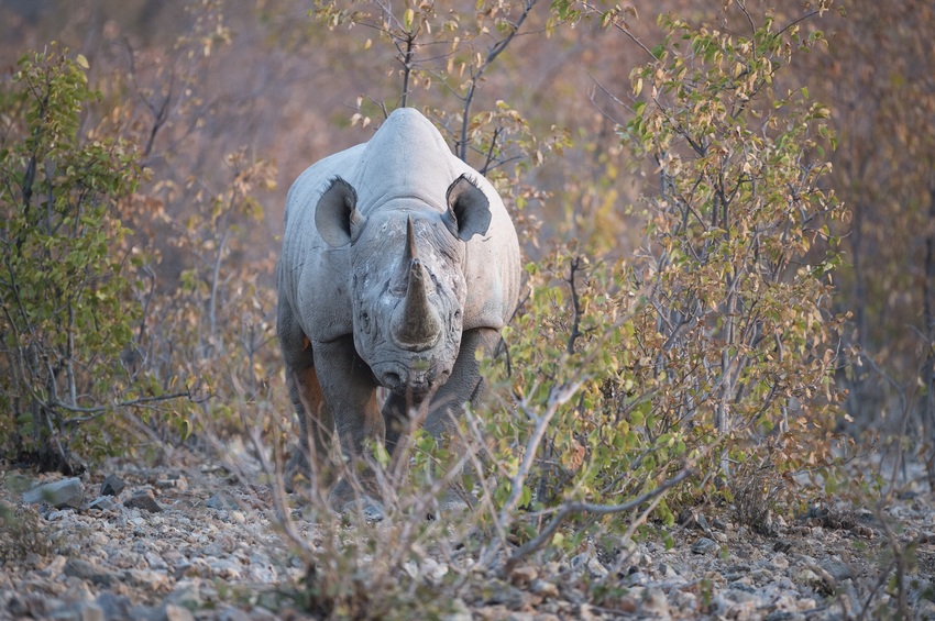 Ongava Lodge Etosha Namibia 27