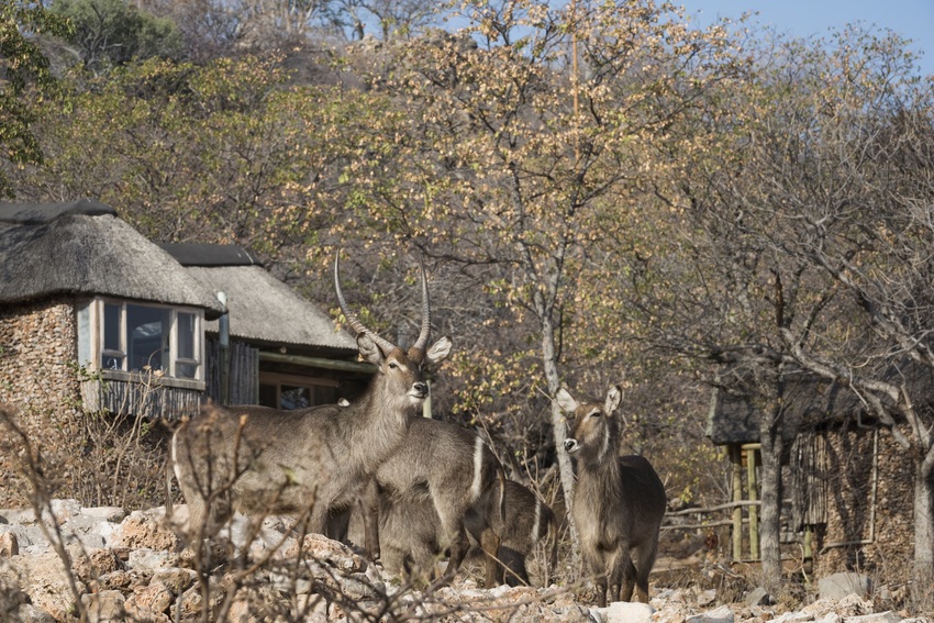 Ongava Lodge Etosha Namibia 28