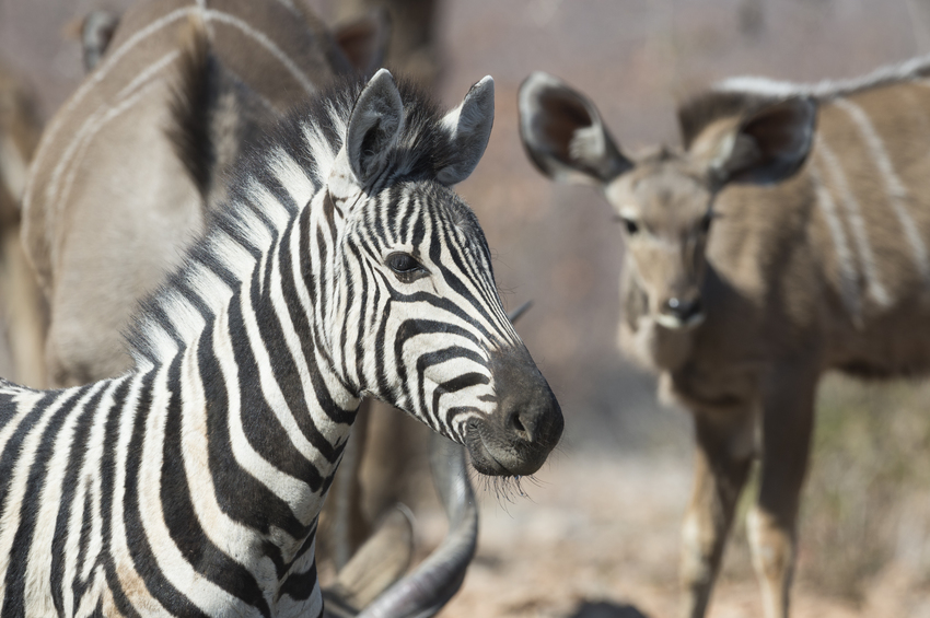 Ongava Lodge Etosha Namibia 29