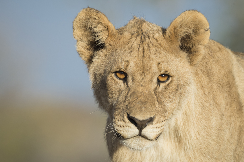 Ongava Lodge Etosha Namibia 34