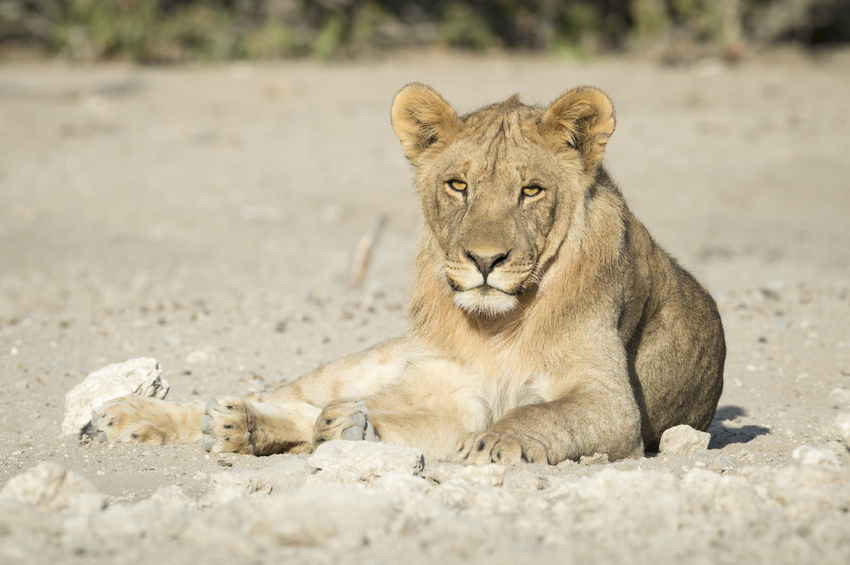 Ongava Lodge Etosha Namibia 35