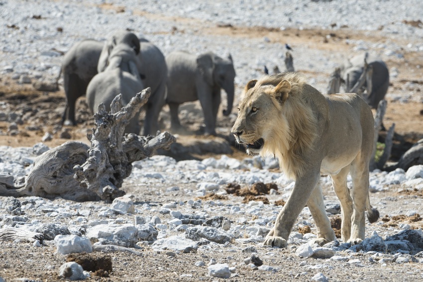 Ongava Lodge Etosha Namibia 36