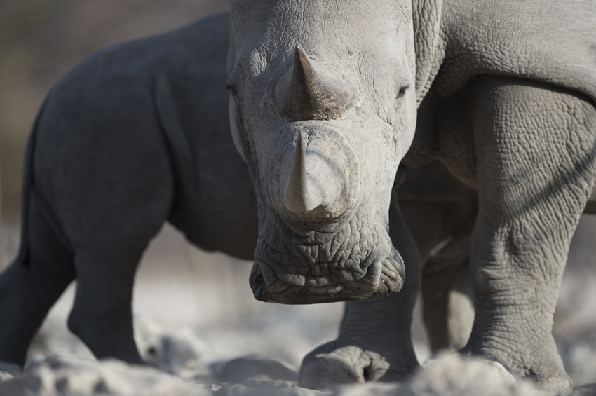 Ongava Lodge Etosha Namibia 37