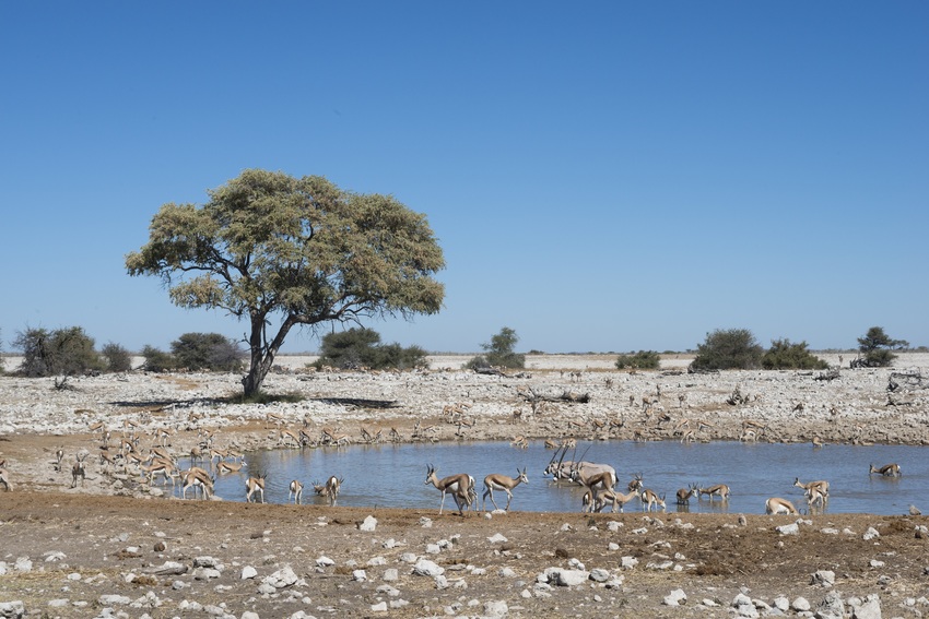 Ongava Lodge Etosha Namibia 38