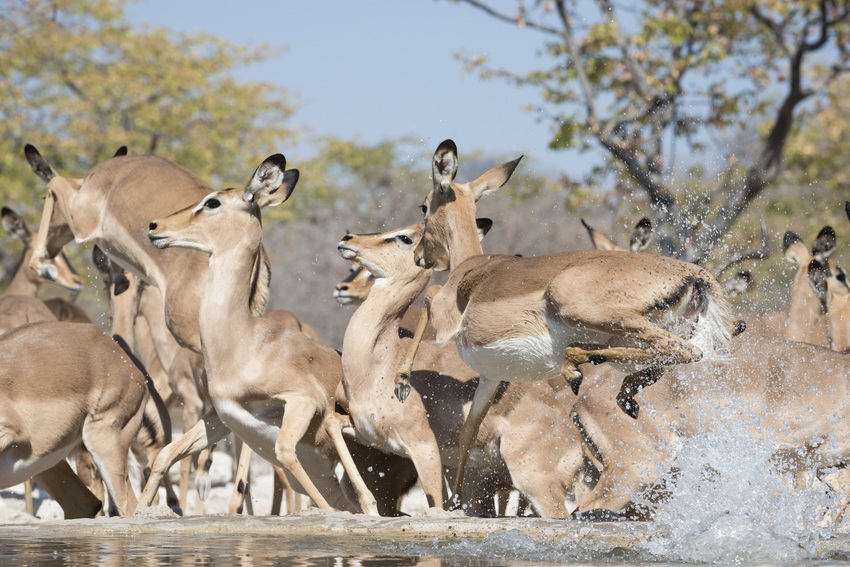 Ongava Lodge Etosha Namibia 42