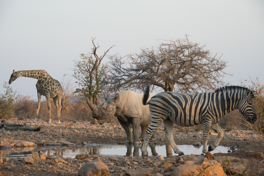 Ongava Lodge Etosha Namibia 43