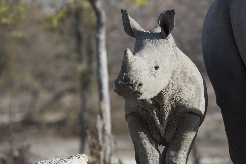 Ongava Lodge Etosha Namibia 46