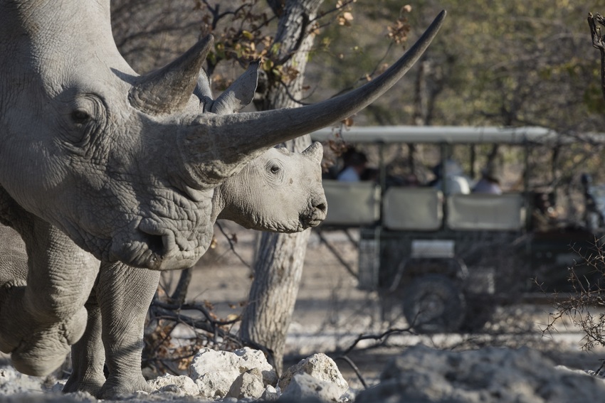Ongava Lodge Etosha Namibia 52
