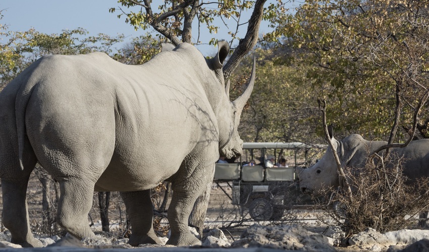 Ongava Lodge Etosha Namibia 53