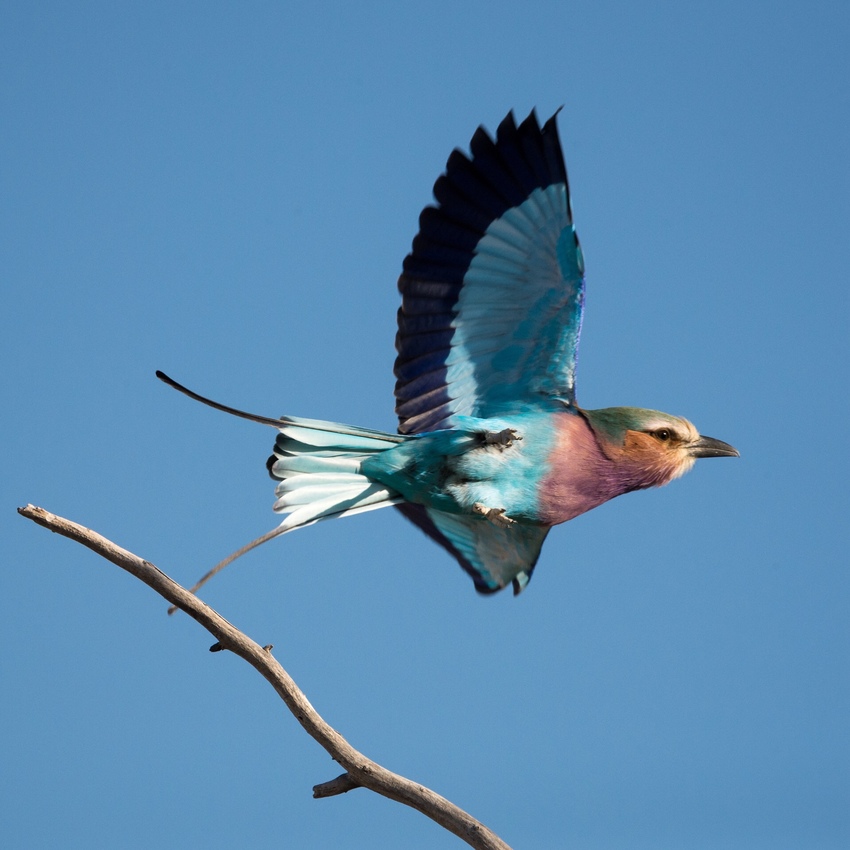 Ongava Lodge Etosha Namibia 1