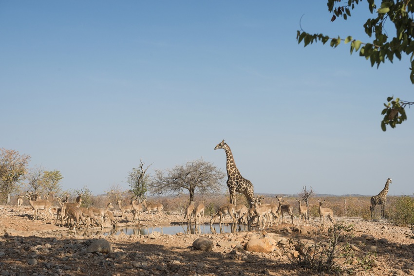Ongava Lodge Etosha Namibia 5