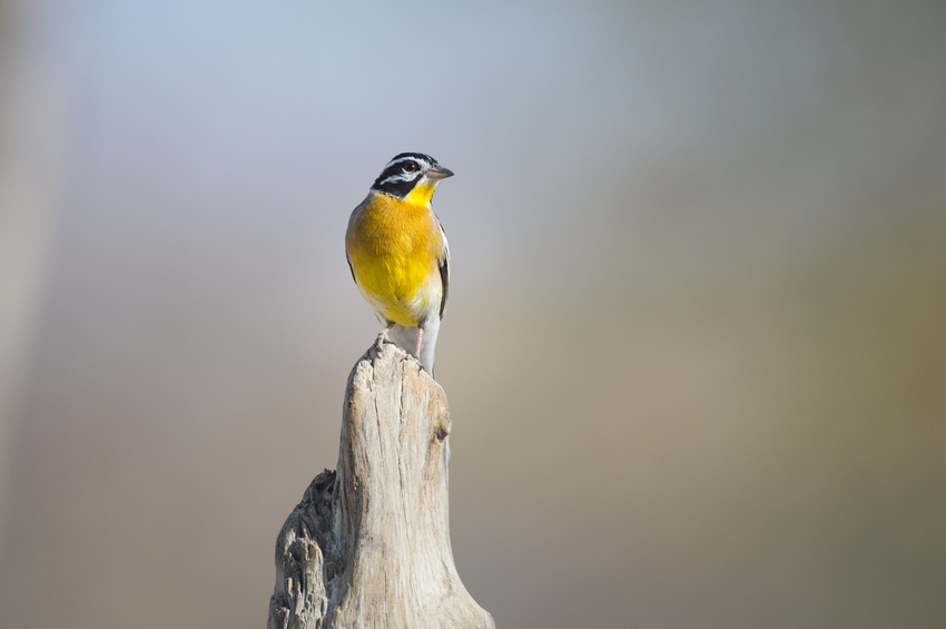 Ongava Lodge Etosha Namibia 8